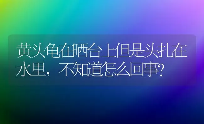 黄头龟在晒台上但是头扎在水里，不知道怎么回事？ | 动物养殖问答