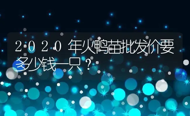 2020年火鸭苗批发价要多少钱一只？ | 动物养殖百科