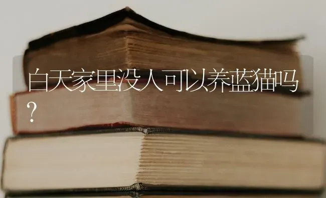 白天家里没人可以养蓝猫吗？ | 动物养殖问答