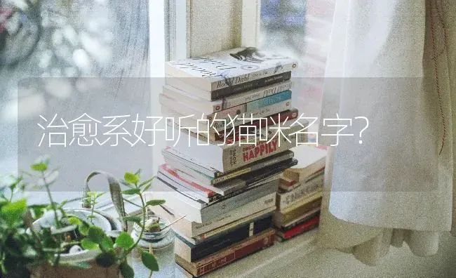 治愈系好听的猫咪名字？ | 动物养殖问答