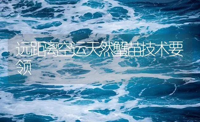 远距离空运天然蟹苗技术要领 | 海水养殖技术