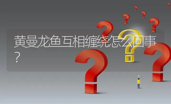 黄曼龙鱼互相缠绕怎么回事？ | 鱼类宠物饲养