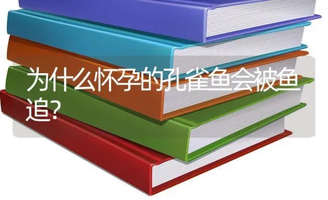 为什么怀孕的孔雀鱼会被鱼追？ | 鱼类宠物饲养