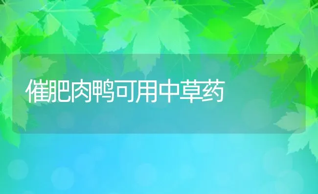 催肥肉鸭可用中草药 | 动物养殖饲料