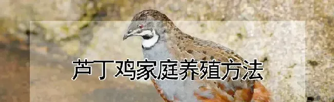 芦丁鸡家庭养殖方法