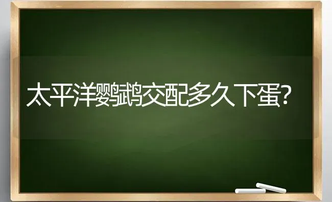 太平洋鹦鹉交配多久下蛋？ | 动物养殖问答