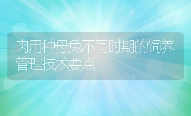 肉用种母兔不同时期的饲养管理技术要点 | 水产养殖知识