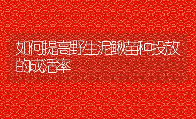 如何提高野生泥鳅苗种投放的成活率 | 动物养殖饲料