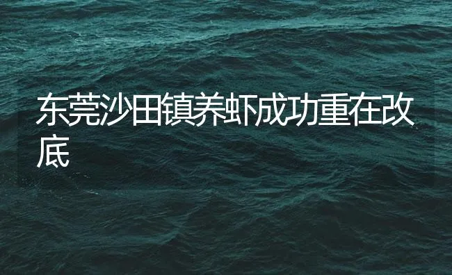 东莞沙田镇养虾成功重在改底 | 海水养殖技术