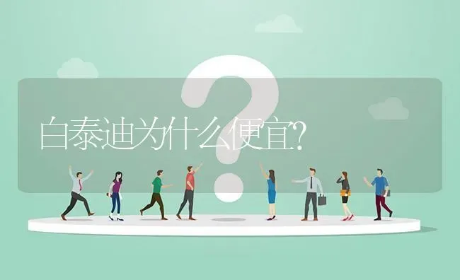 白泰迪为什么便宜？ | 动物养殖问答