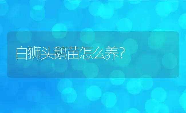 白狮头鹅苗怎么养？ | 动物养殖百科