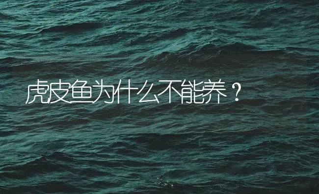 虎皮鱼为什么不能养？ | 鱼类宠物饲养