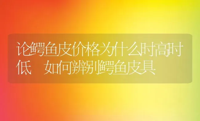 论鳄鱼皮价格为什么时高时低 如何辨别鳄鱼皮具 | 动物养殖百科