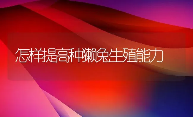 怎样提高种獭兔生殖能力 | 动物养殖学堂