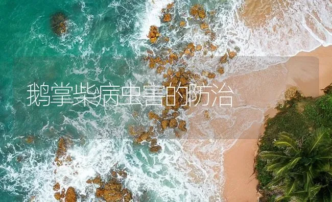 鹅掌柴病虫害的防治 | 海水养殖技术