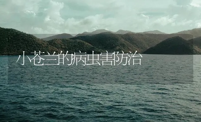 小苍兰的病虫害防治 | 海水养殖技术