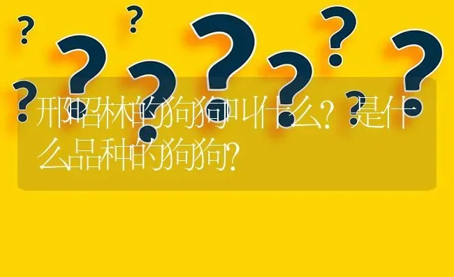 邢昭林的狗狗叫什么？是什么品种的狗狗？ | 动物养殖问答