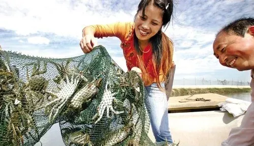 夏季高温河蟹养殖日常管理需做好四方面工作