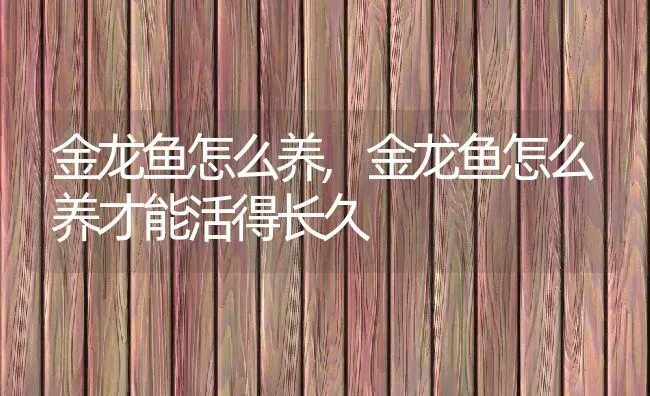 金龙鱼怎么养,金龙鱼怎么养才能活得长久 | 宠物百科知识