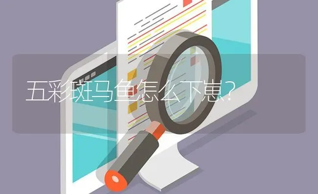 五彩斑马鱼怎么下崽？ | 鱼类宠物饲养