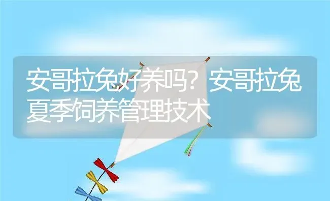 安哥拉兔好养吗？安哥拉兔夏季饲养管理技术 | 动物养殖百科