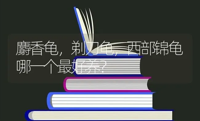 麝香龟，剃刀龟，西部锦龟哪一个最好养？ | 动物养殖问答