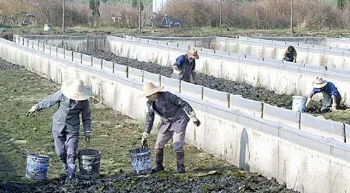 水蛭养殖基地的建造