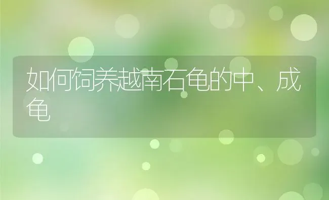 如何饲养越南石龟的中、成龟 | 动物养殖教程