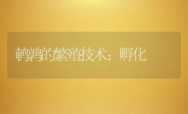 鹌鹑的繁殖技术：孵化 | 水产养殖知识