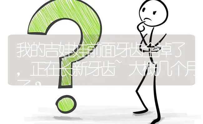 我的吉娃娃前面牙齿全掉了，正在长新牙齿~大概几个月了？ | 动物养殖问答