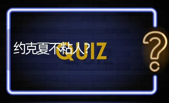 约克夏不粘人？ | 动物养殖问答