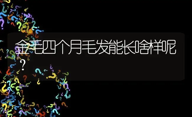 金毛四个月毛发能长啥样呢？ | 动物养殖问答