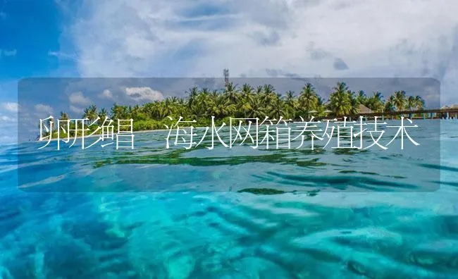 卵形鲳鯵海水网箱养殖技术 | 海水养殖技术