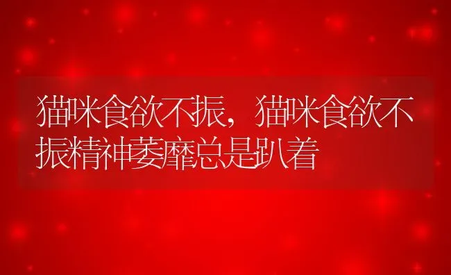 猫咪食欲不振,猫咪食欲不振精神萎靡总是趴着 | 宠物百科知识