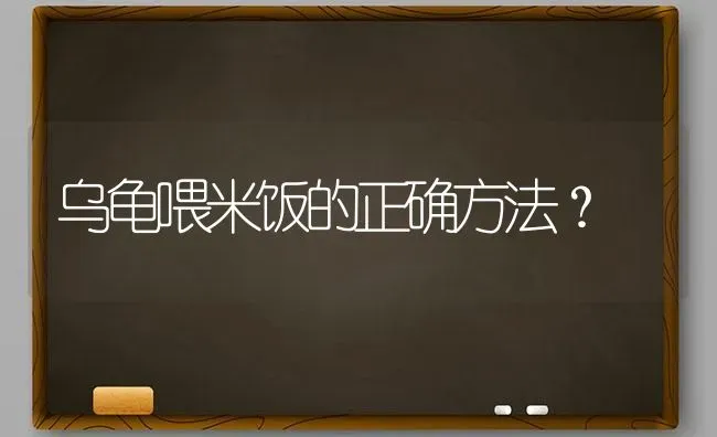 乌龟喂米饭的正确方法？ | 动物养殖问答