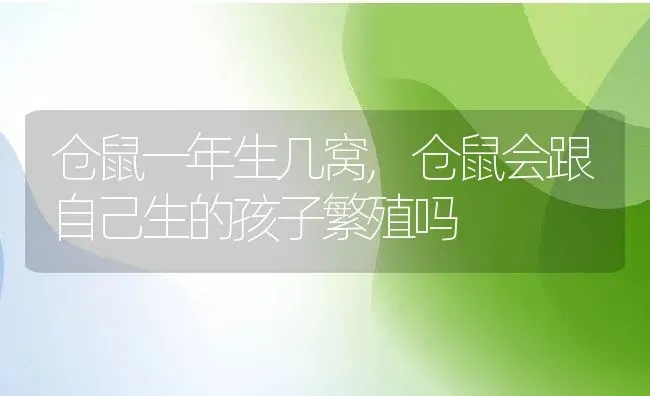 仓鼠一年生几窝,仓鼠会跟自己生的孩子繁殖吗 | 宠物百科知识