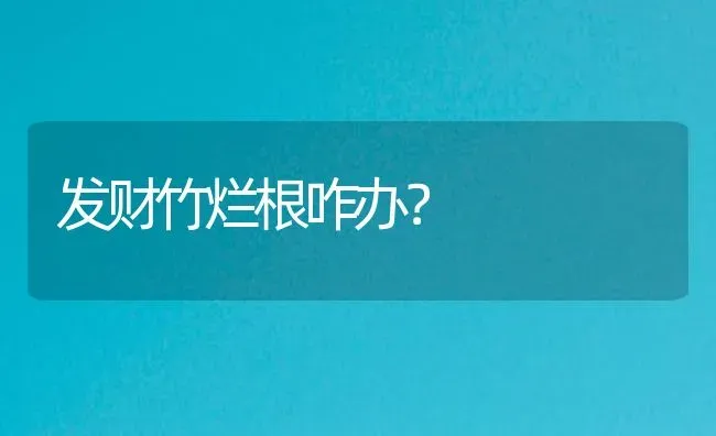 发财竹烂根咋办？ | 鱼类宠物饲养