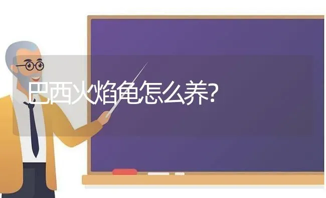 巴西火焰龟怎么养？ | 动物养殖问答