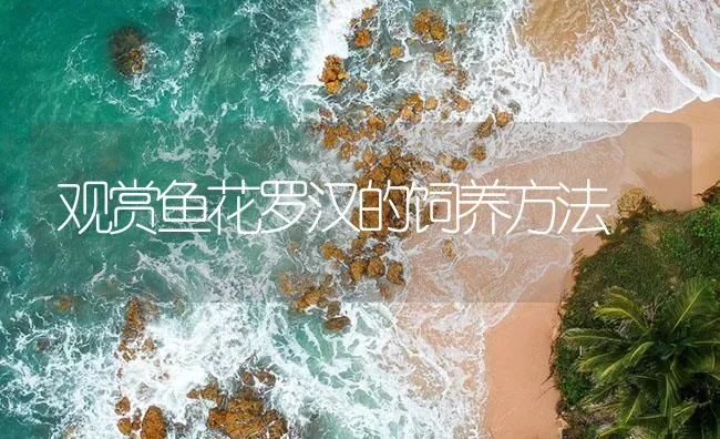 观赏鱼花罗汉的饲养方法 | 海水养殖技术