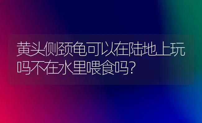 黄头侧颈龟可以在陆地上玩吗不在水里喂食吗？ | 动物养殖问答