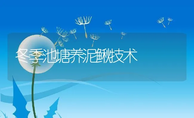 冬季池塘养泥鳅技术 | 水产养殖知识