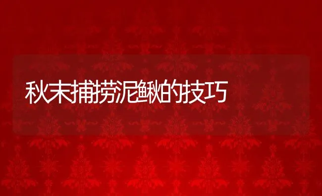 秋末捕捞泥鳅的技巧 | 动物养殖饲料