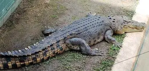 养鳄鱼赚钱吗？养鳄鱼前景及市场价格行情分析