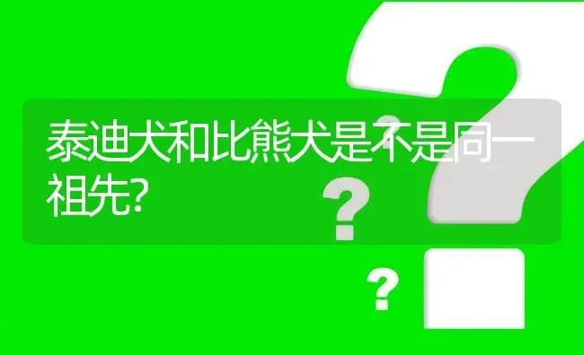 泰迪犬和比熊犬是不是同一祖先？ | 动物养殖问答