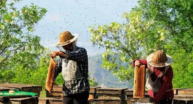 蜜蜂良种选育技术