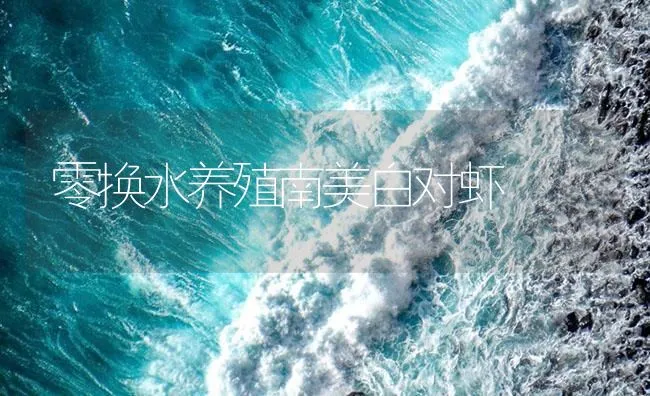 零换水养殖南美白对虾 | 海水养殖技术