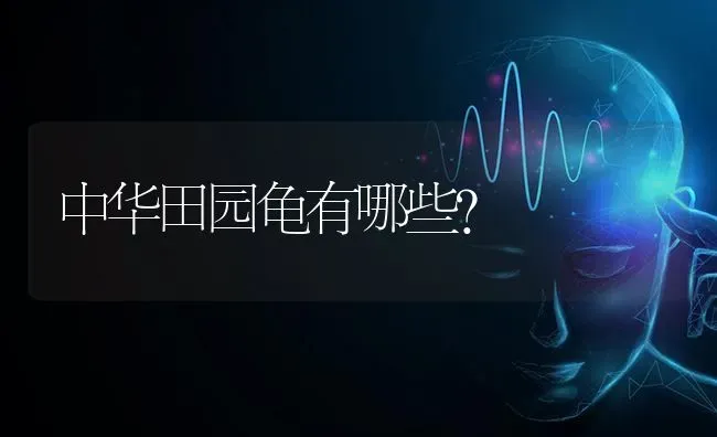 中华田园龟有哪些？ | 动物养殖问答