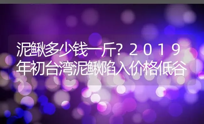 泥鳅多少钱一斤？2019年初台湾泥鳅陷入价格低谷 | 动物养殖百科