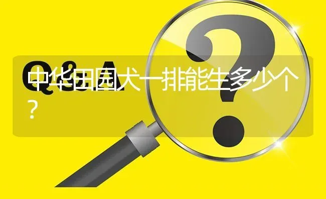 中华田园犬一排能生多少个？ | 动物养殖问答