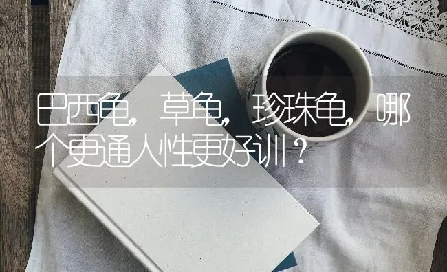 德牧两个月大毛是什么样的？ | 动物养殖问答